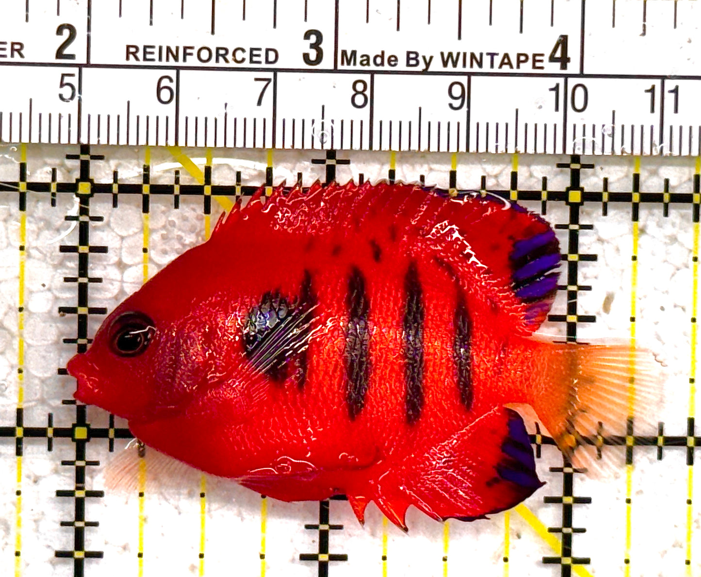 Flame Angelfish FA011002 WYSIWYG Size: L 2.5" approx (Christmas Island, Super Red)