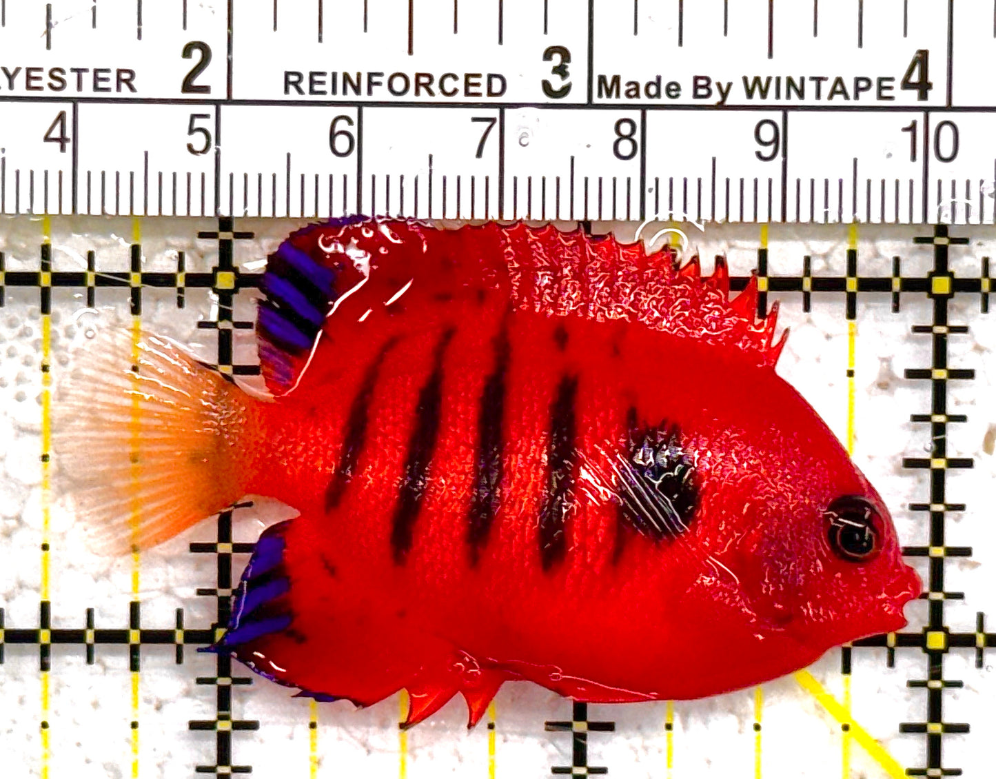 Flame Angelfish FA011002 WYSIWYG Size: L 2.5" approx (Christmas Island, Super Red)