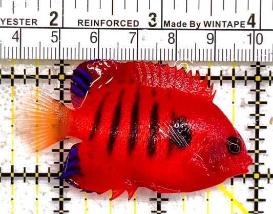 Flame Angelfish FA011002 WYSIWYG Size: L 2.5" approx (Christmas Island, Super Red)