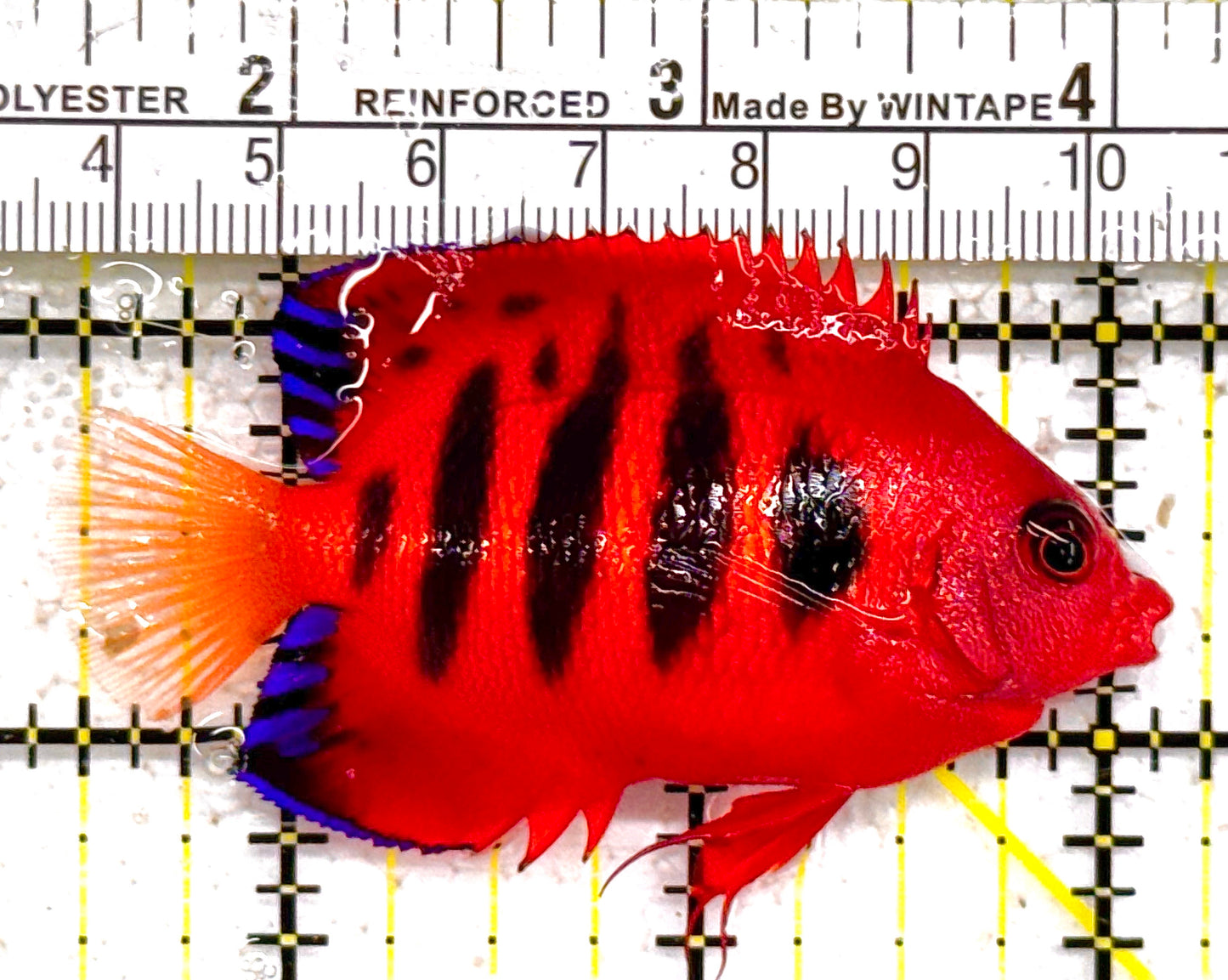 Flame Angelfish FA011001 WYSIWYG Size: L 2.5" approx (Christmas Island, Super Red)