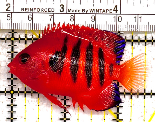 Flame Angelfish FA011001 WYSIWYG Size: L 2.5" approx (Christmas Island, Super Red)