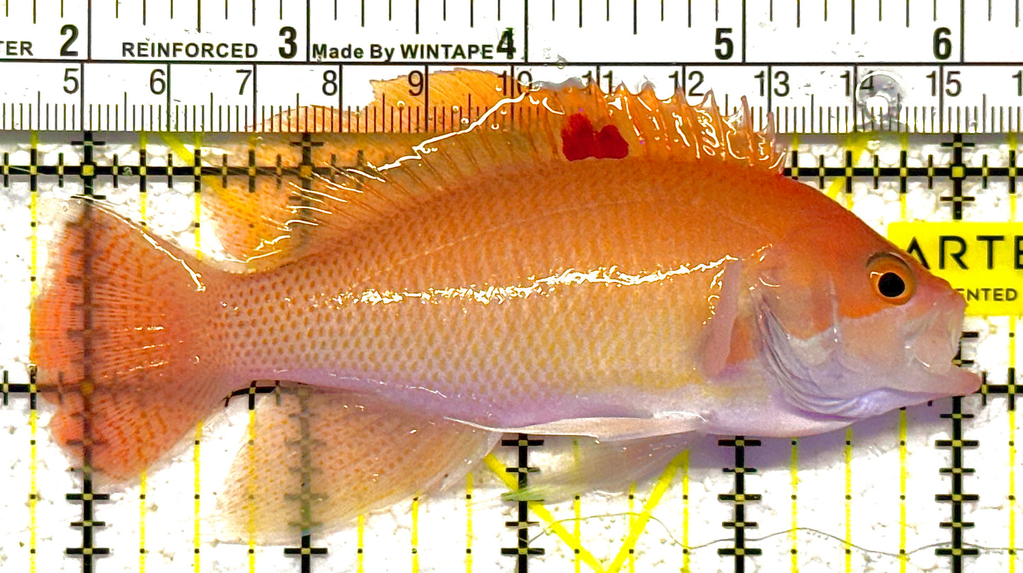 Luzon's Anthias LA012102 WYSIWYG Size: M 3.25" approx