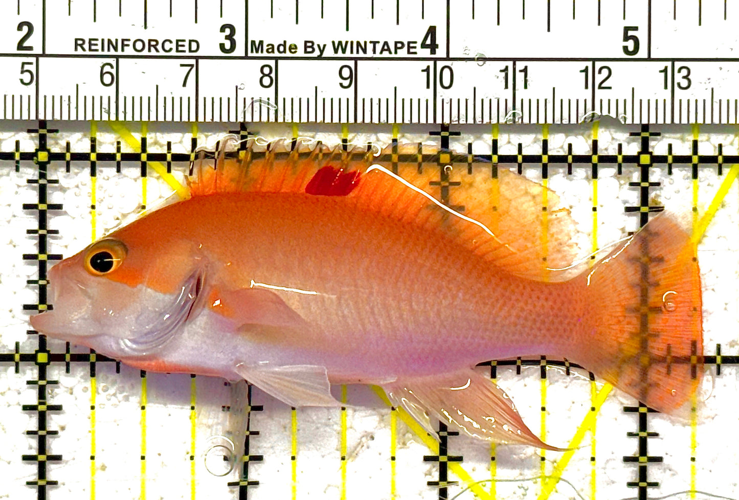 Luzon's Anthias LA012102 WYSIWYG Size: M 3.25" approx