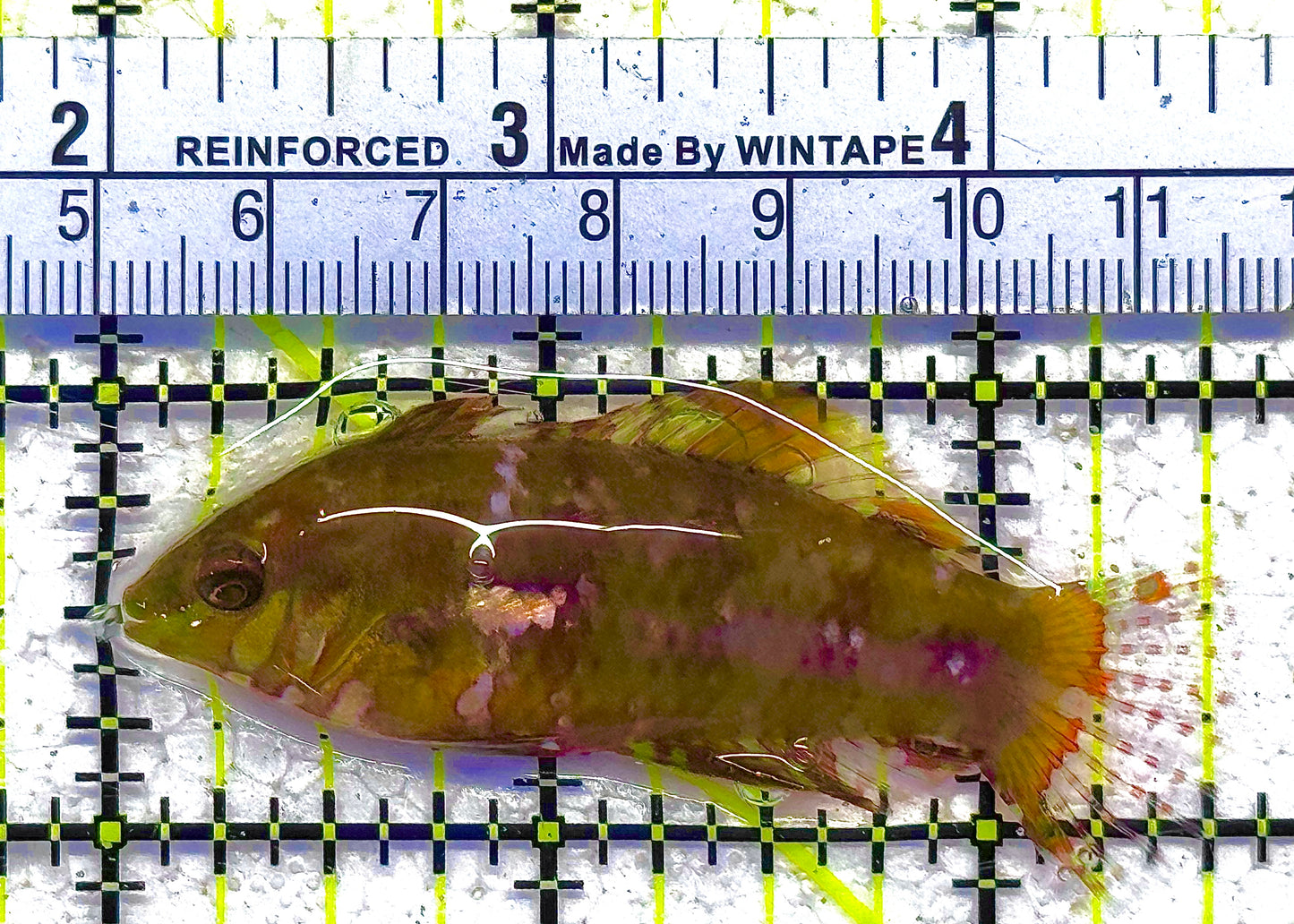 Finspot Gold Nugget Wrasse  FGNW011801 WYSIWYG Size: L 2.5" approx