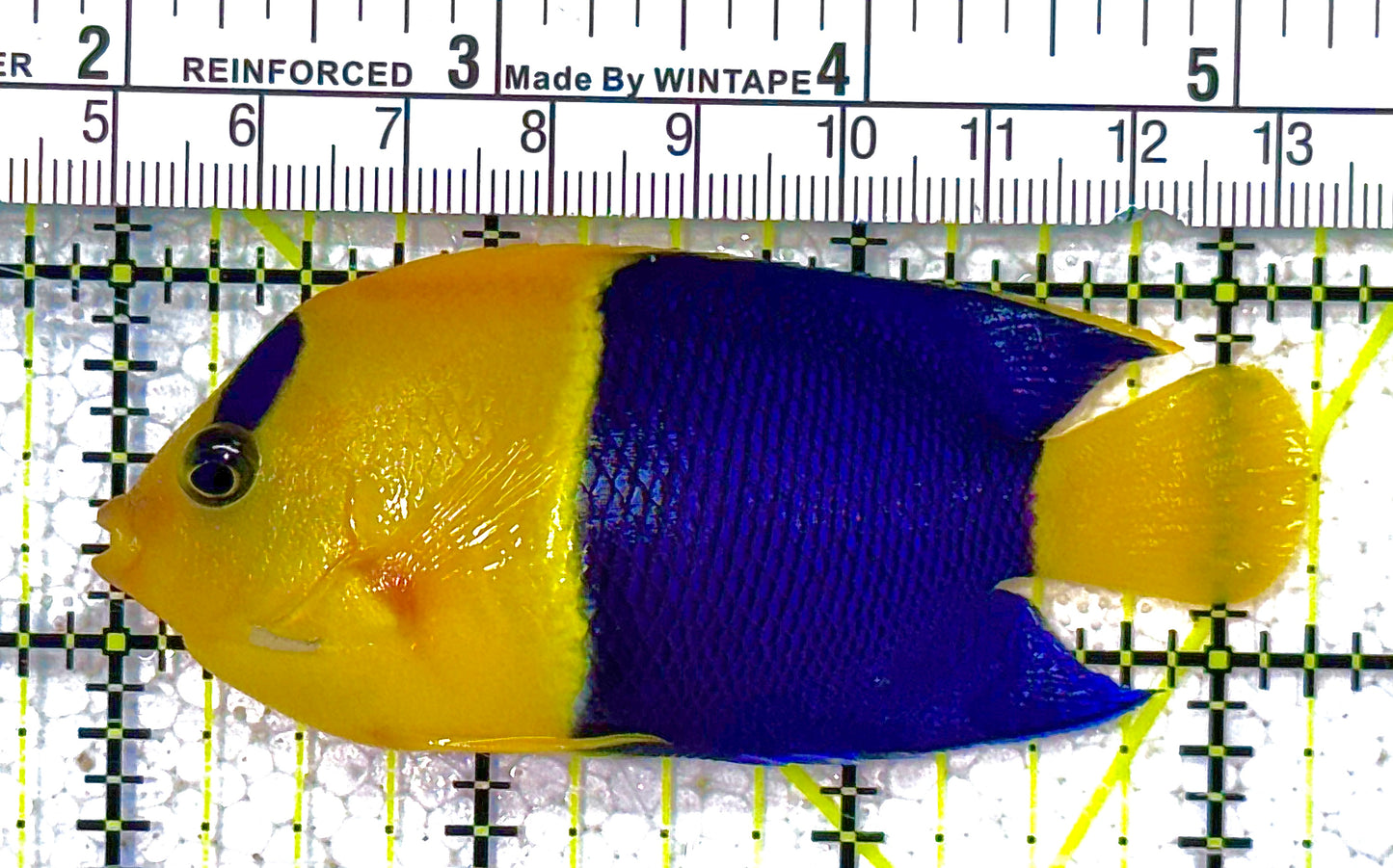 Bicolor Angelfish (Tonga) BA011803 WYSIWYG Size: L 3" approx