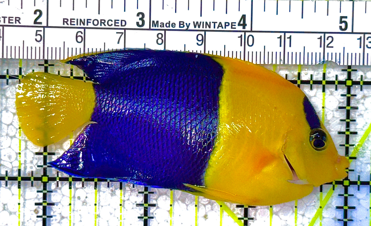 Bicolor Angelfish (Tonga) BA011803 WYSIWYG Size: L 3" approx