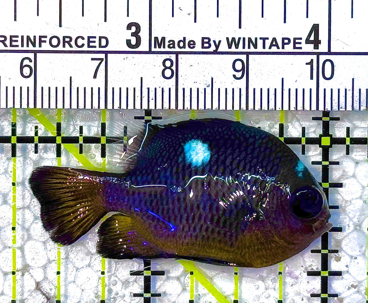 Golden Belly  Damselfish (Tonga) DD011804 WYSIWYG Size: L 1.75" approx