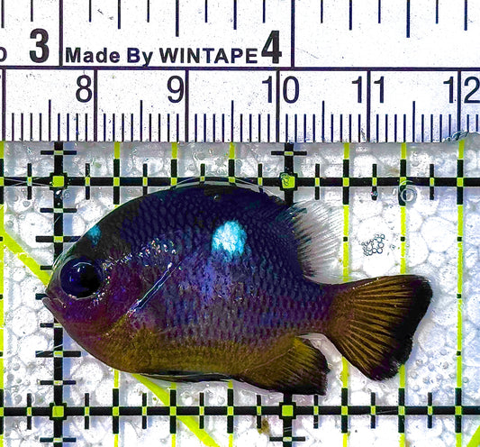 Golden Belly  Damselfish (Tonga) DD011804 WYSIWYG Size: L 1.75" approx