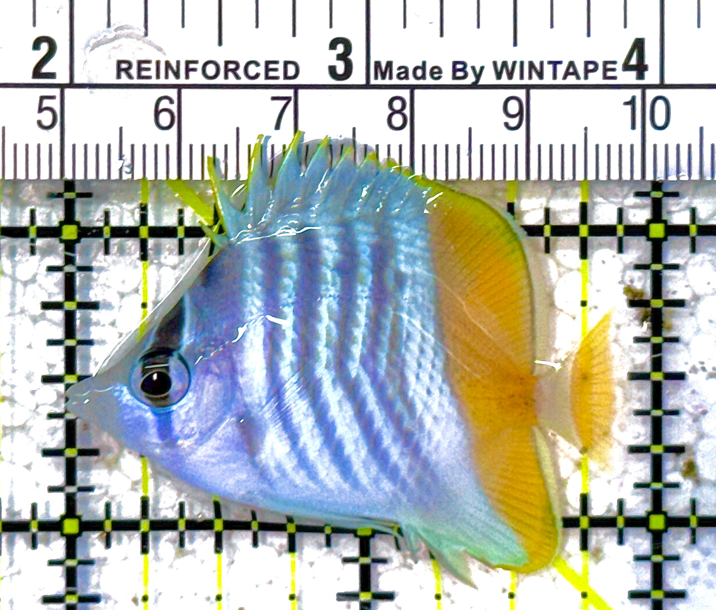 Pearlscale Butterflyfish PB011803 WYSIWYG Size: S 2" approx