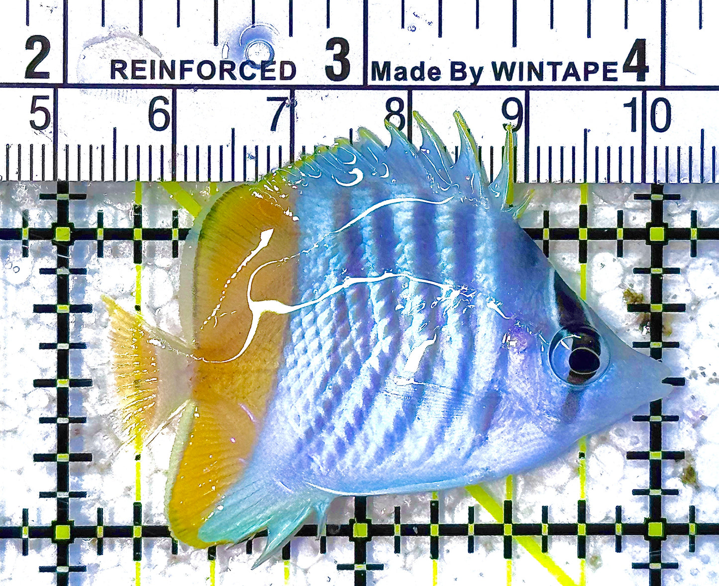 Pearlscale Butterflyfish PB011803 WYSIWYG Size: S 2" approx