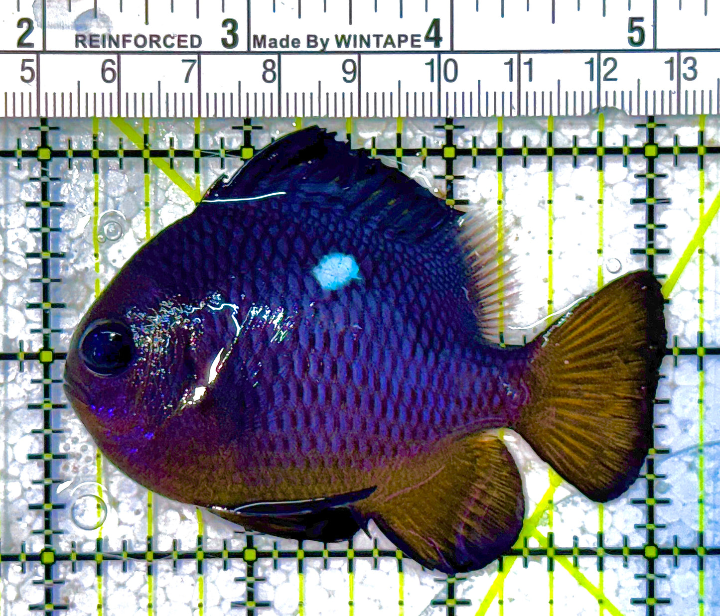 Golden Belly Domino Damselfish (Tonga) DD011802 WYSIWYG Size: XXL/SHOW 3" approx