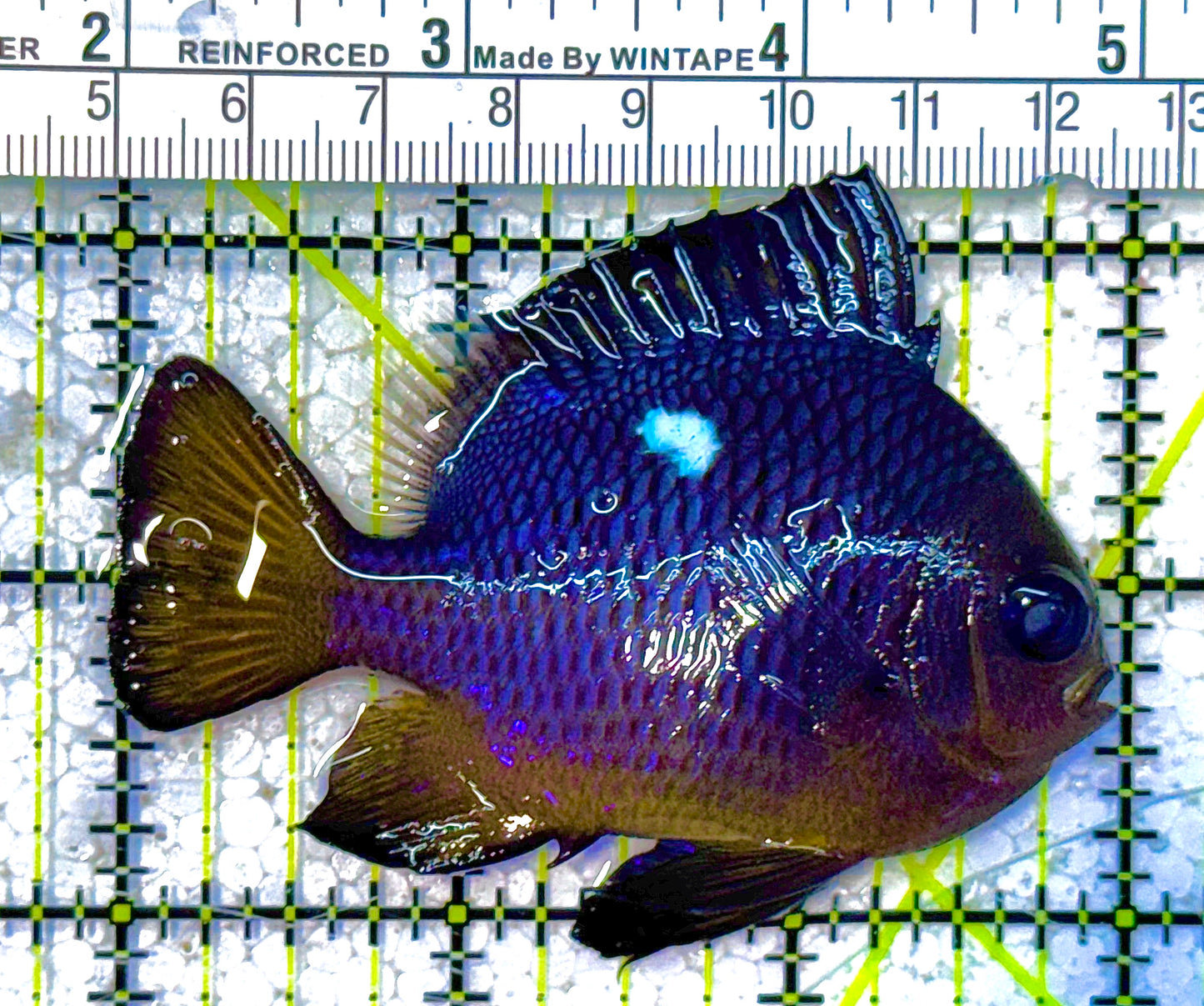 Golden Belly Domino Damselfish (Tonga) DD011802 WYSIWYG Size: XXL/SHOW 3" approx