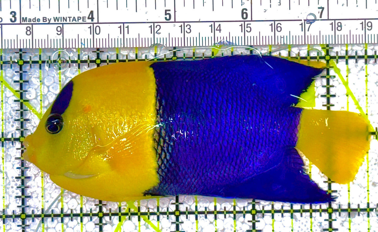 Bicolor Angelfish (Tonga) BA011801 WYSIWYG Size: Show XXL 4.5" approx