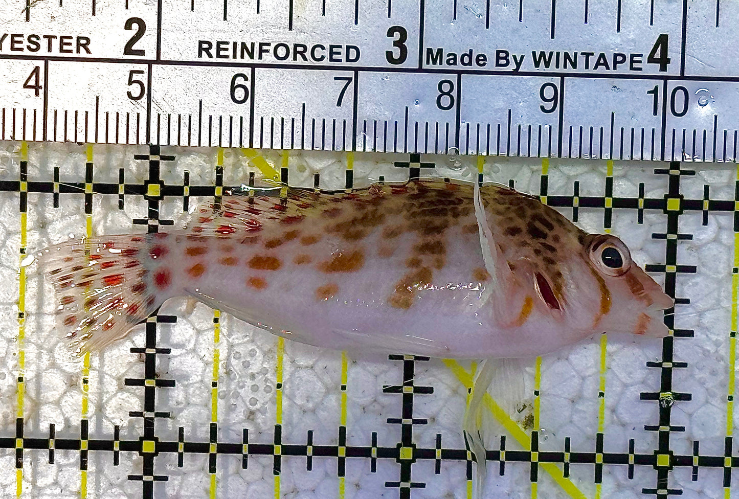 Falco Hawkfish FH012501 WYSIWYG Size: M 2.5" approx