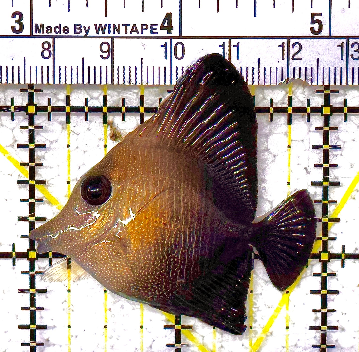 Scopas Tang ST012501 WYSIWYG Size: S 2" approx