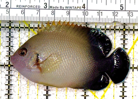 Half Black Vroliki Angelfish HBVA012501 WYSIWYG Size: L 3" approx