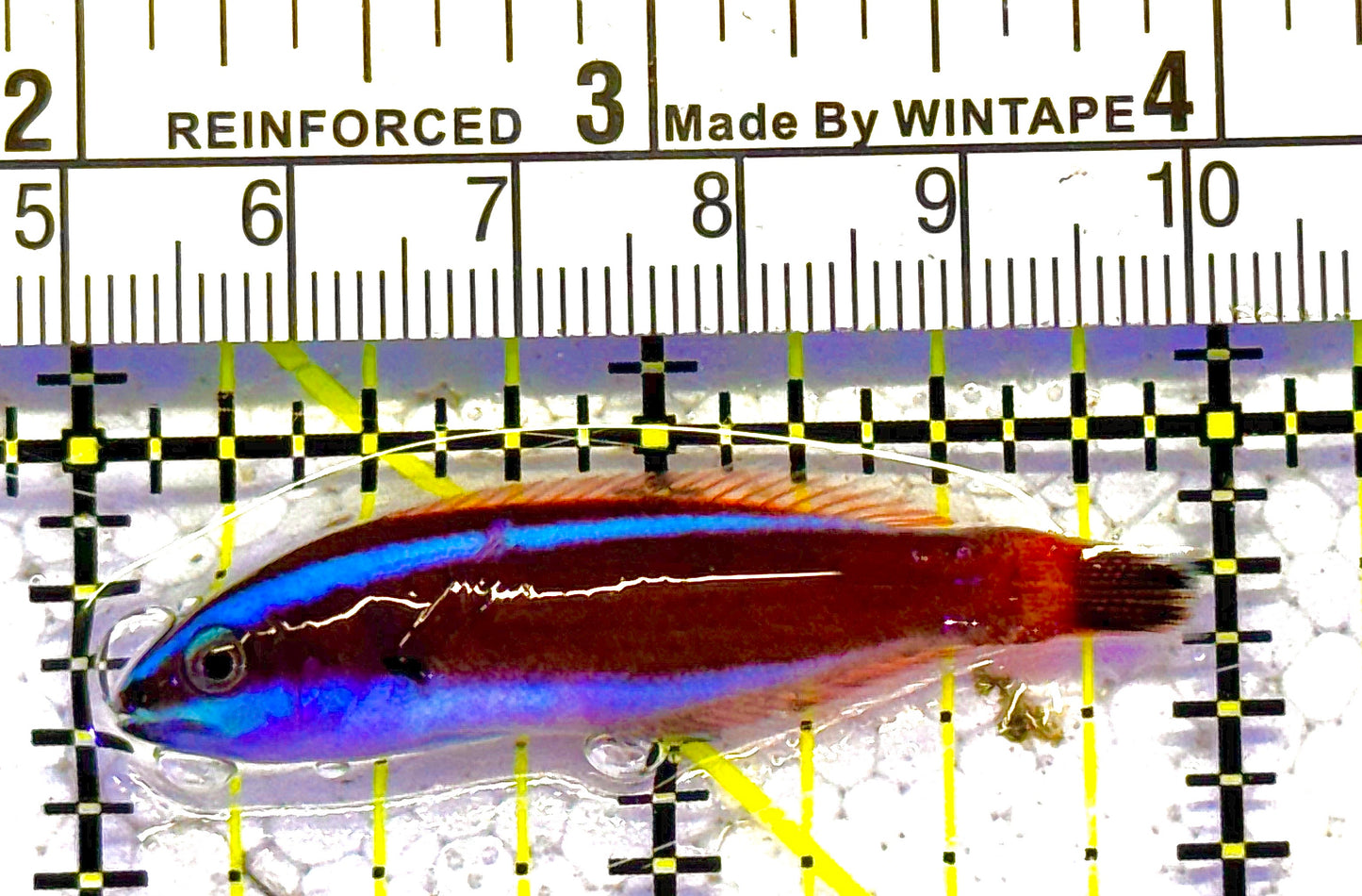 Chiseltooth Wrasse Juvenile CWJ012502 WYSIWYG Size: S 1.75" approx