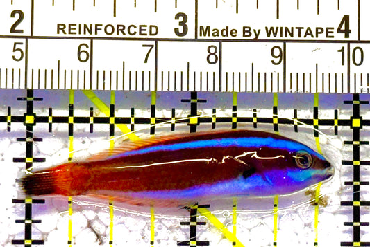 Chiseltooth Wrasse Juvenile CWJ012502 WYSIWYG Size: S 1.75" approx