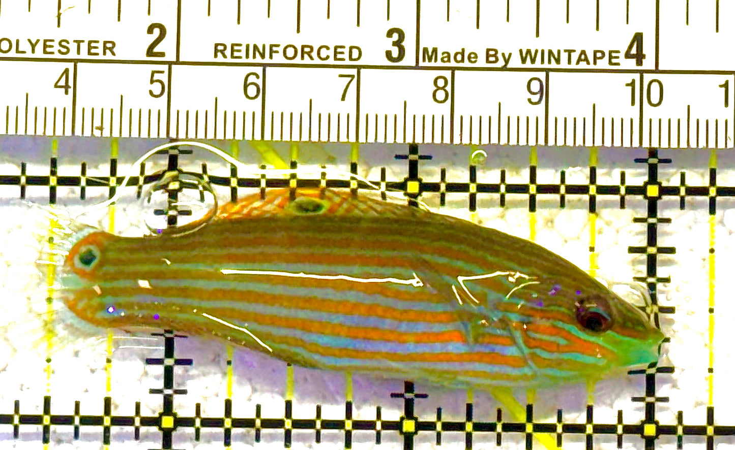 Melanurus Wrasse MW012502 WYSIWYG Size: M 2.5" approx