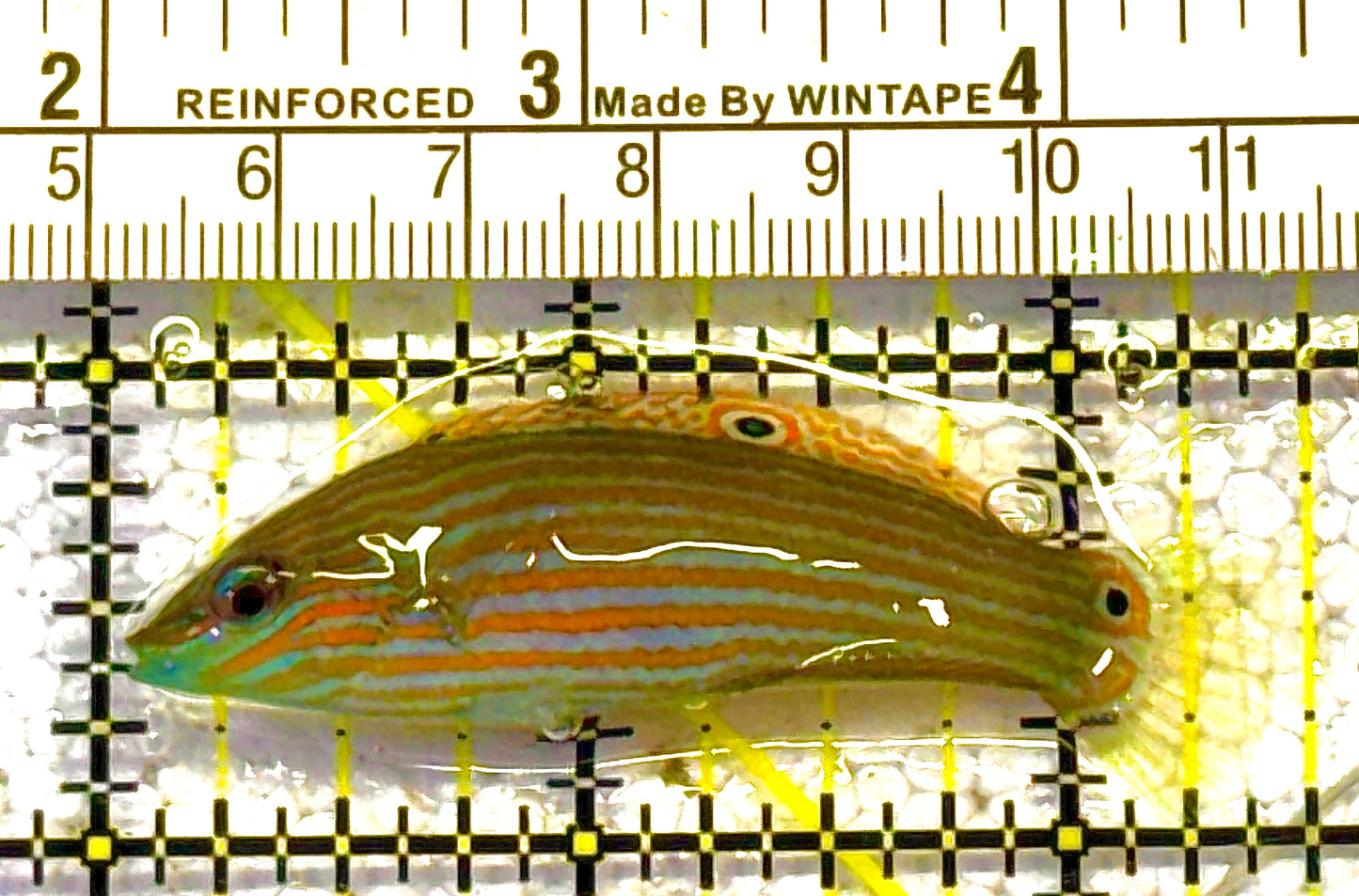 Melanurus Wrasse MW012501 WYSIWYG Size: M 2.25" approx