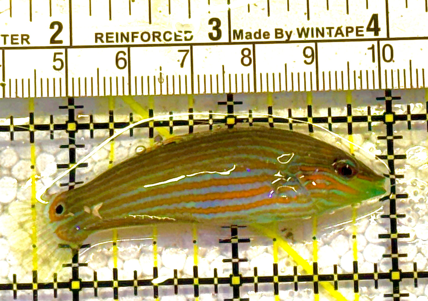 Melanurus Wrasse MW012501 WYSIWYG Size: M 2.25" approx