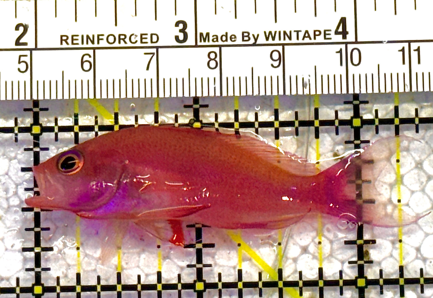 Randall's Anthias RA012501 WYSIWYG Size: S 2.25" approx