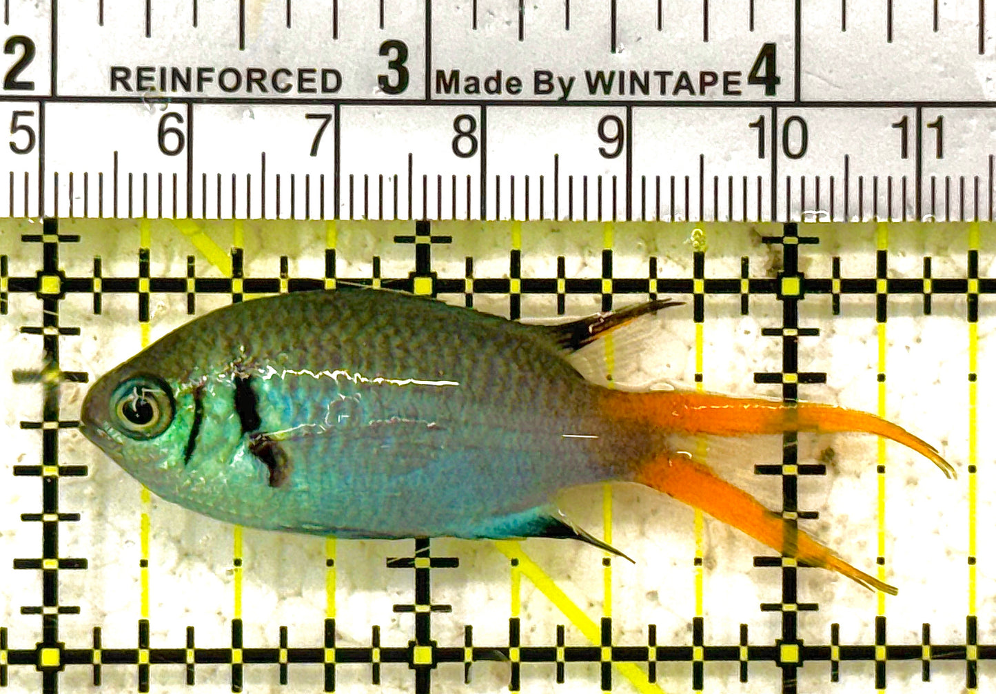 Double Bar Chromis DBC012802 WYSIWYG Size: L 2.25" approx