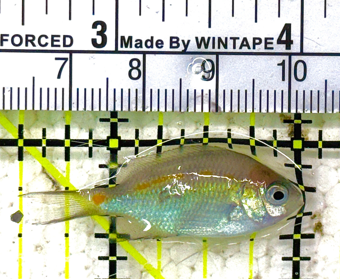 Orange Line Chromis OLC012801 WYSIWYG Size: S 1.5" approx