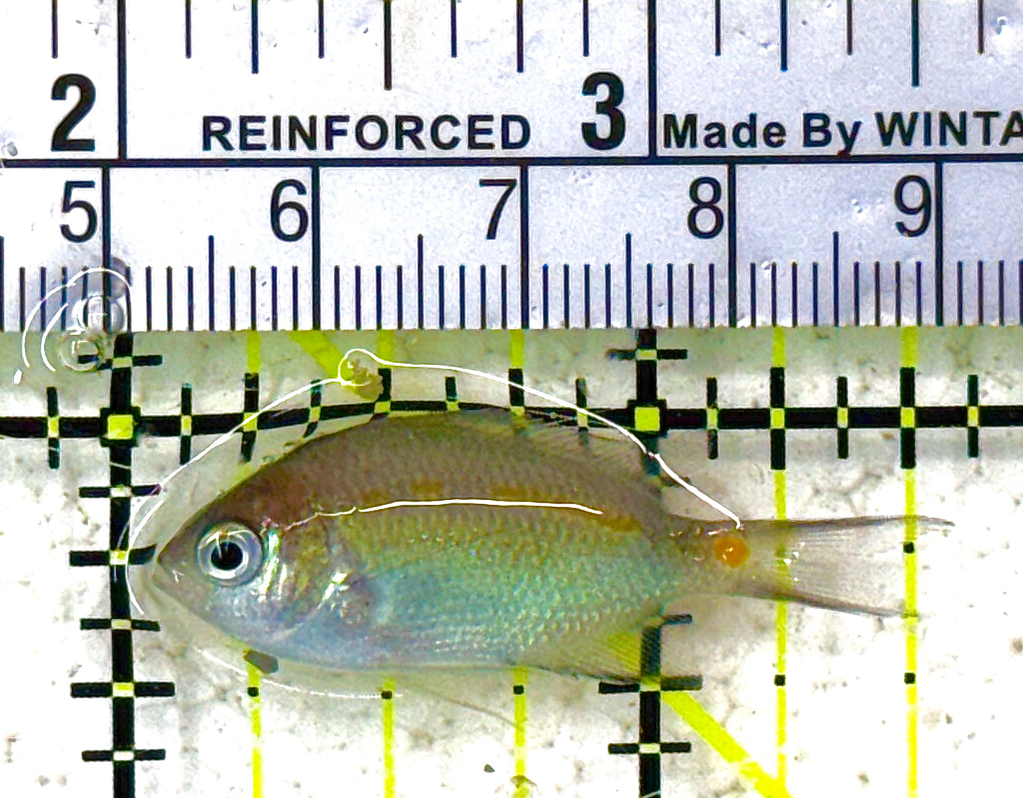 Orange Line Chromis OLC012801 WYSIWYG Size: S 1.5" approx