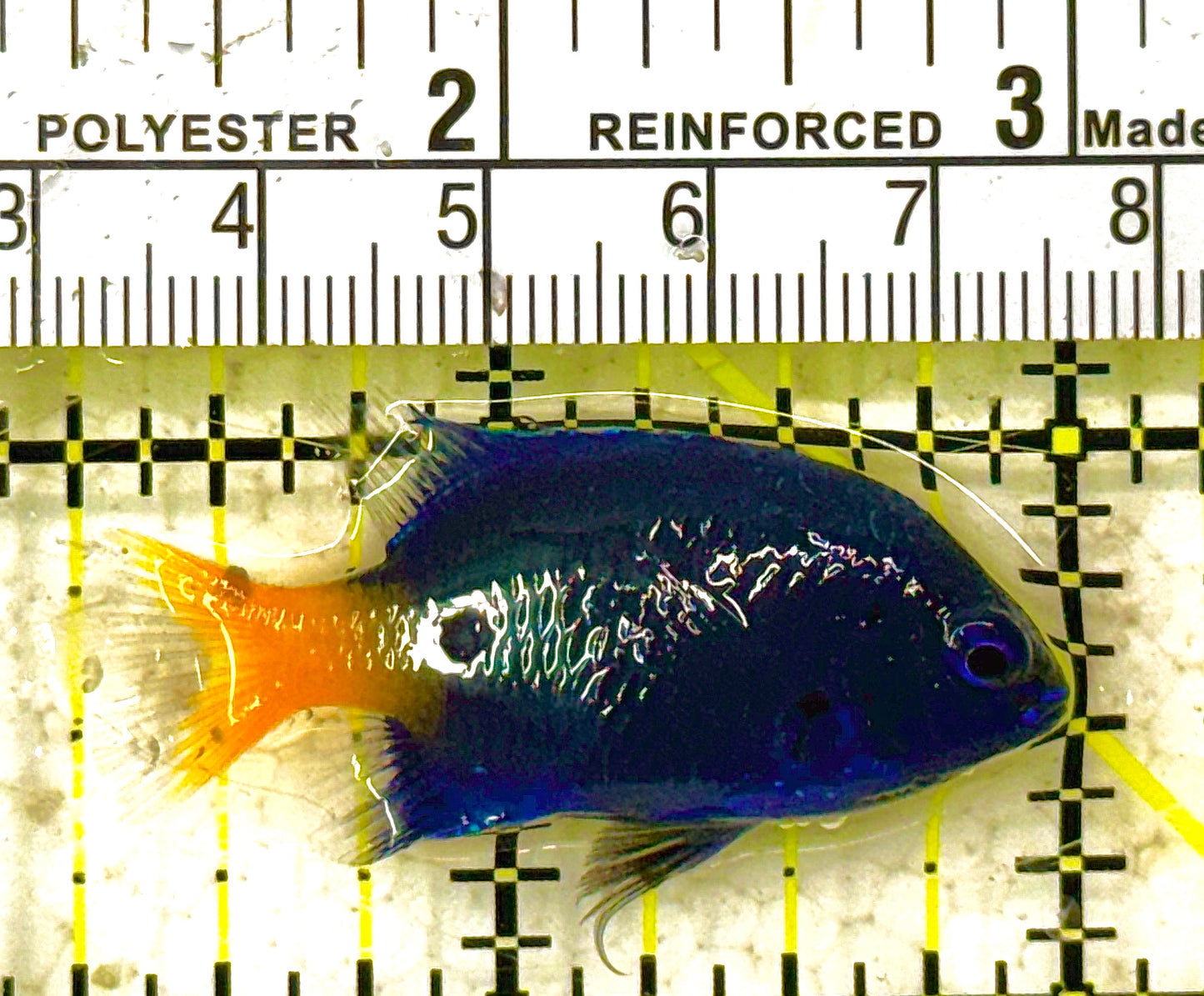 Yellowtail Damselfish YD012801 WYSIWYG Size: S 1.75" approx