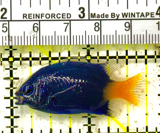 Yellowtail Damselfish YD012801 WYSIWYG Size: S 1.75" approx