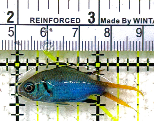 Yellowtail Double Bar Chromis YDBC012801 WYSIWYG Size: S 1.75" approx