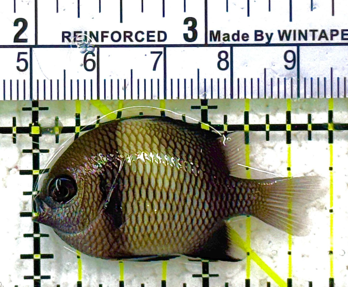 Two Stripe Damselfish TSD012801 WYSIWYG Size: S 1.75" approx