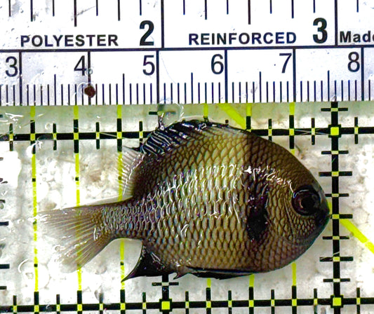 Two Stripe Damselfish TSD012801 WYSIWYG Size: S 1.75" approx