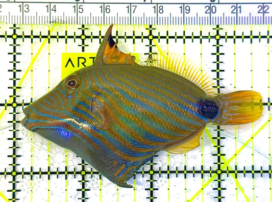 Undulated Triggerfish UT020601 WYSIWYG Size: M 3.75" approx