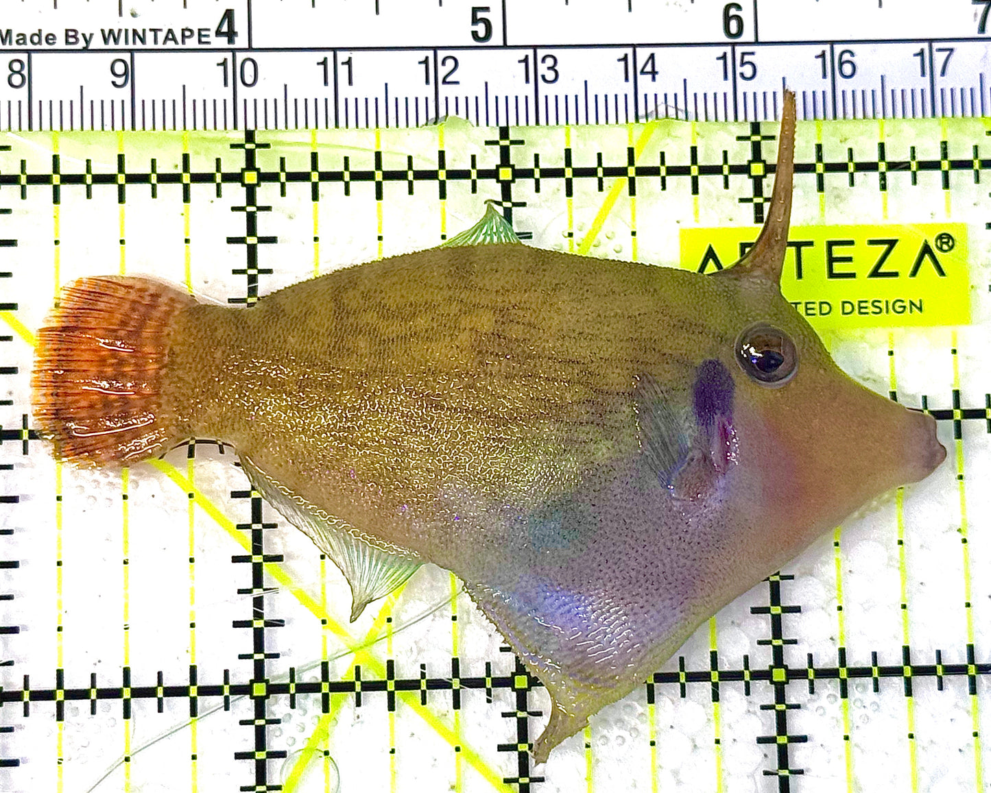 Red Tail Filefish RTF020601 WYSIWYG Size: L 3.5" approx