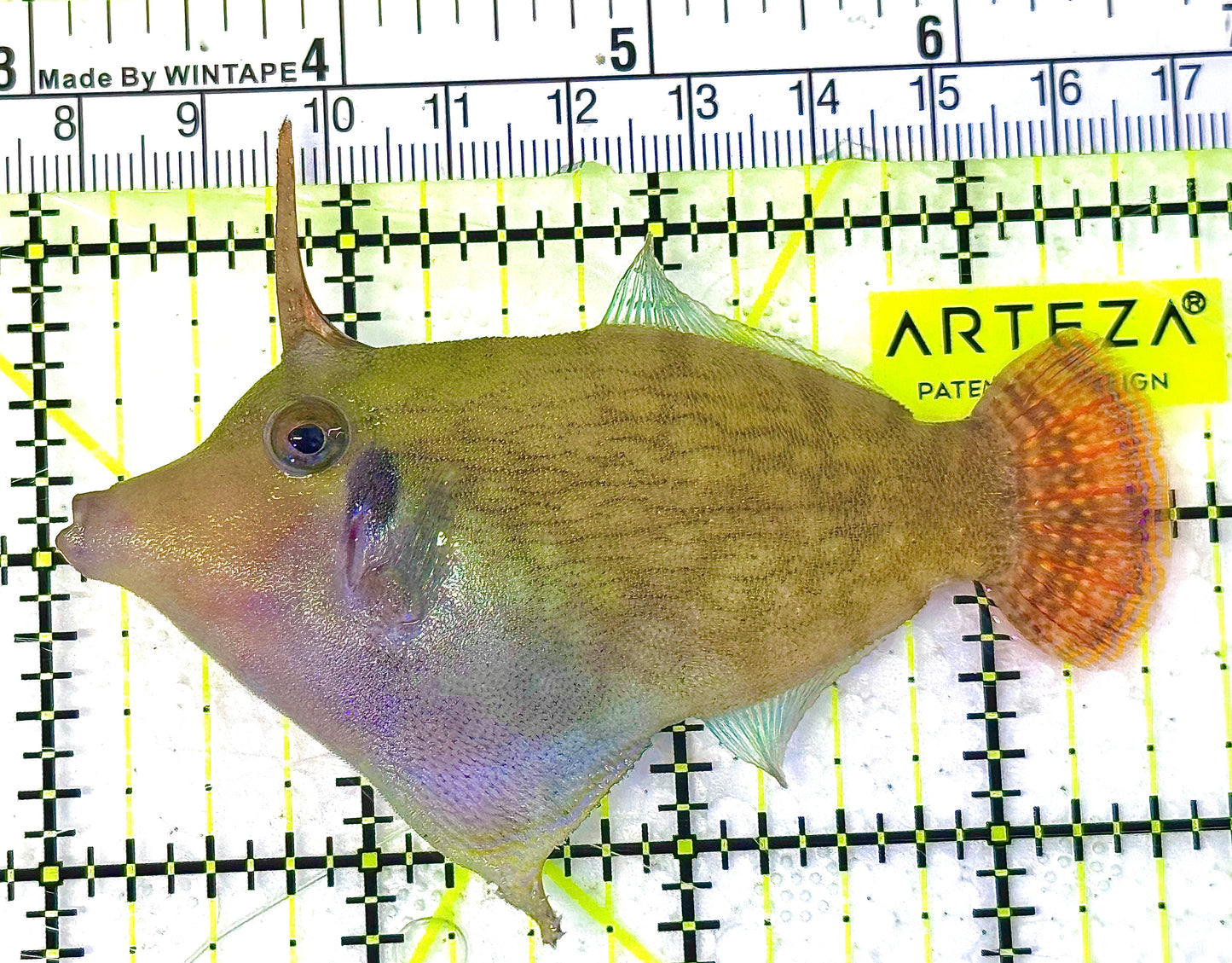 Red Tail Filefish RTF020601 WYSIWYG Size: L 3.5" approx