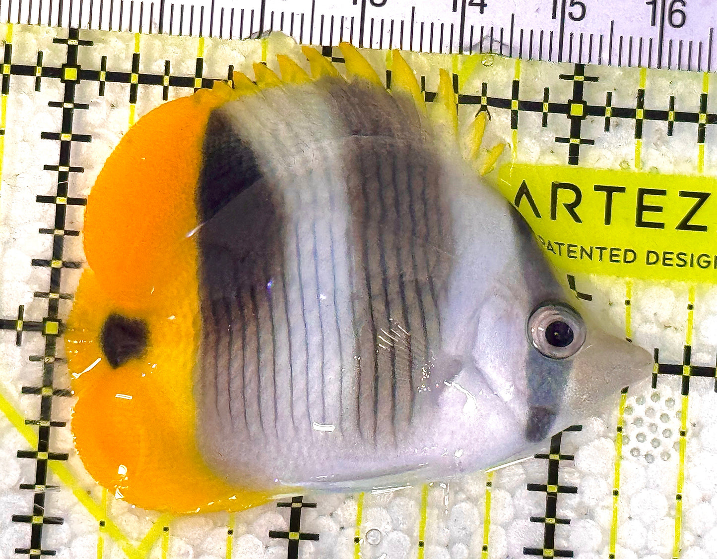 Blackwedged Butterflyfish BB020601 WYSIWYG Size: M 2" approx