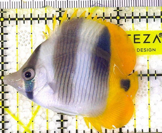 Blackwedged Butterflyfish BB020601 WYSIWYG Size: M 2" approx