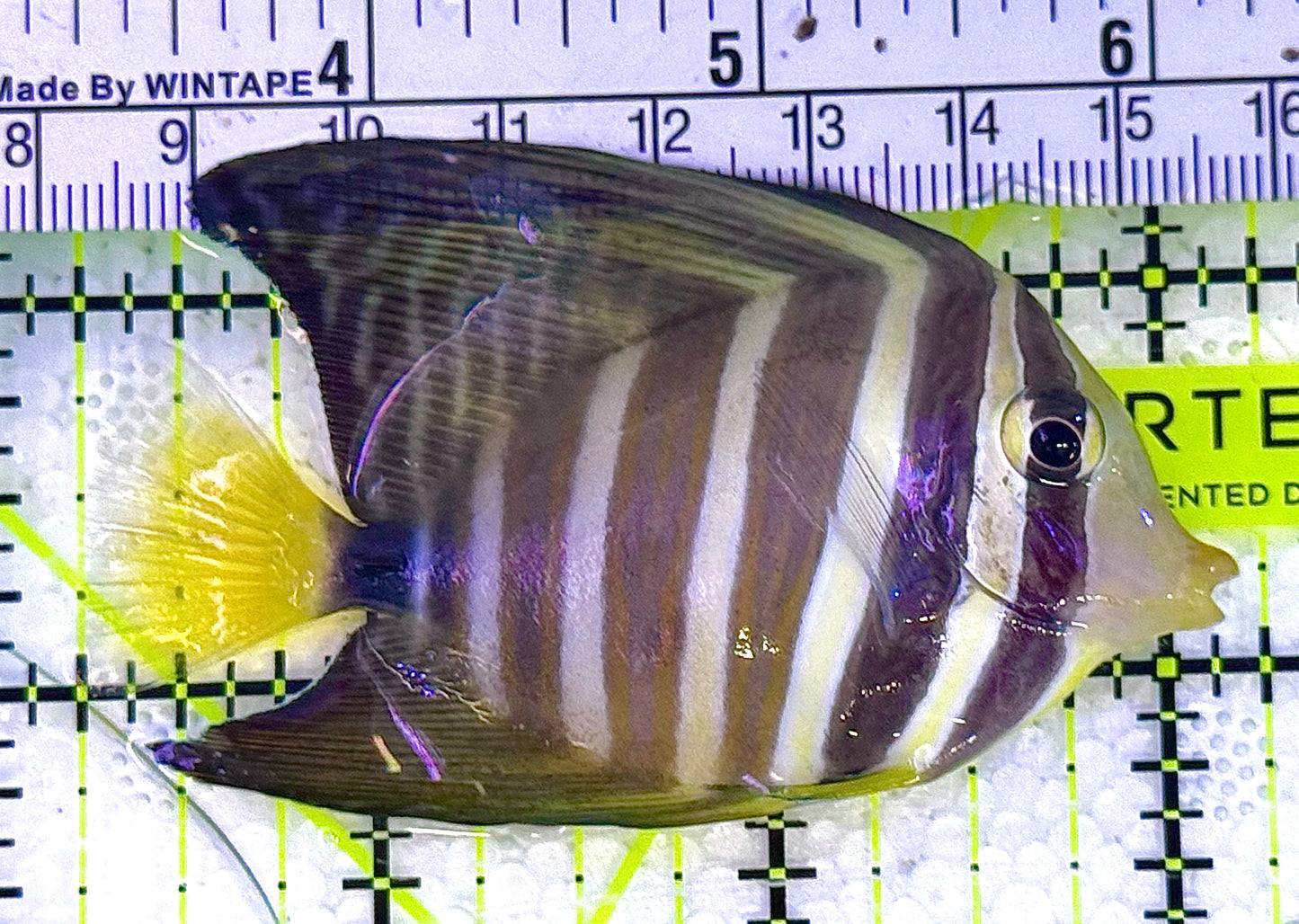 Sailfin Tang ST020601 WYSIWYG Size: SM 2.75" approx