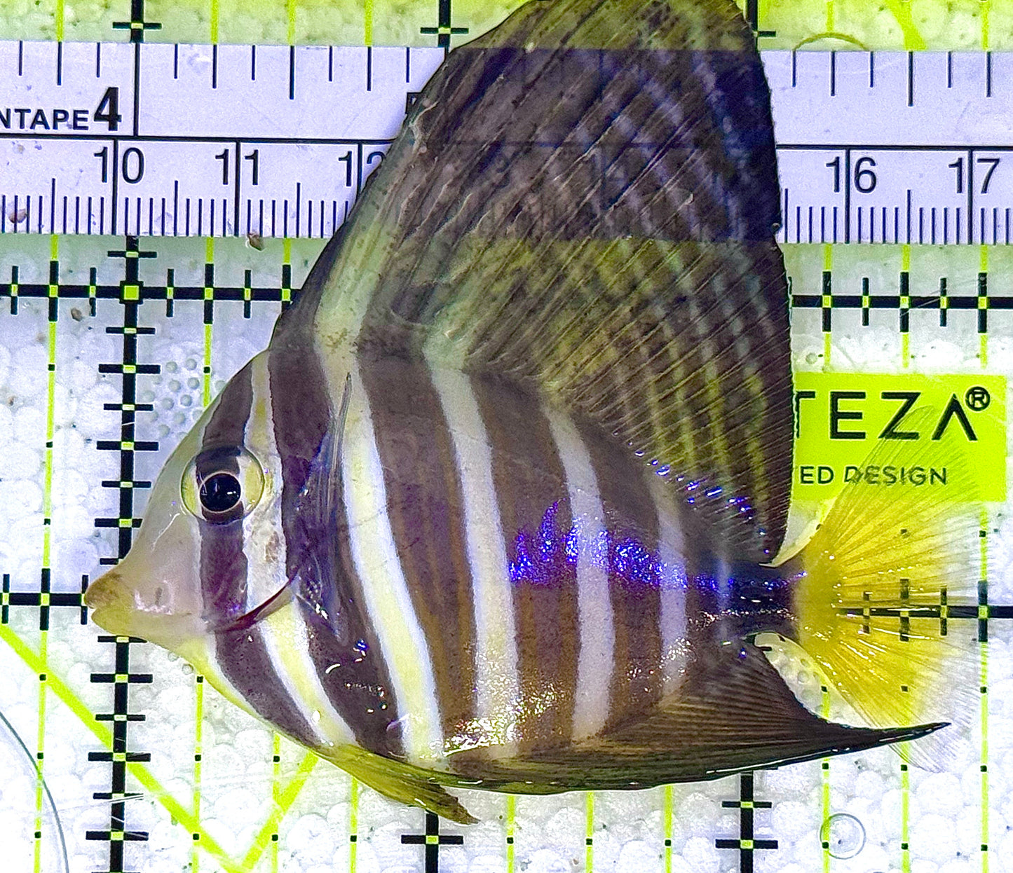 Sailfin Tang ST020601 WYSIWYG Size: SM 2.75" approx