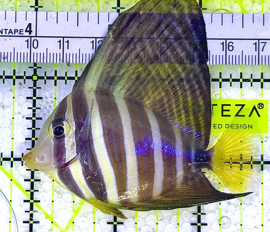 Sailfin Tang ST020601 WYSIWYG Size: SM 2.75" approx