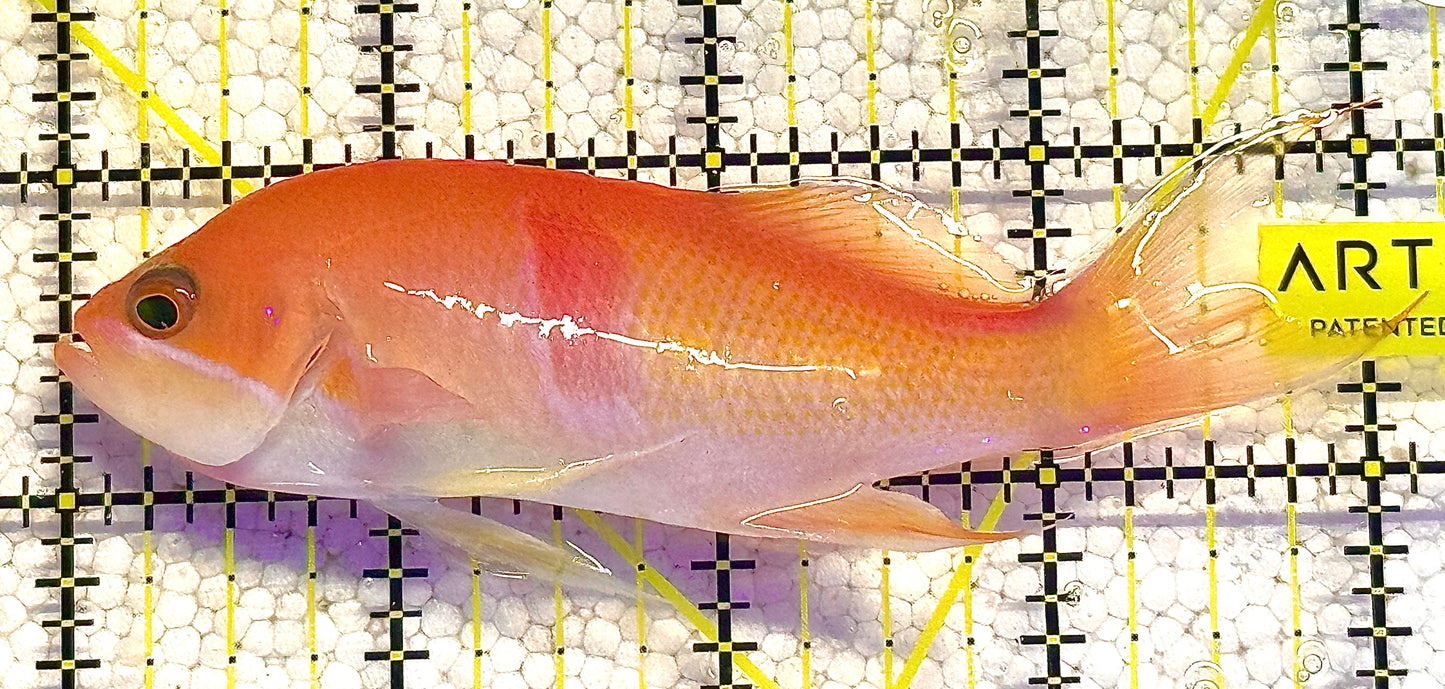 Tricolor Red Belt Anthias Male TRBA020602 WYSIWYG Size: L 4" approx