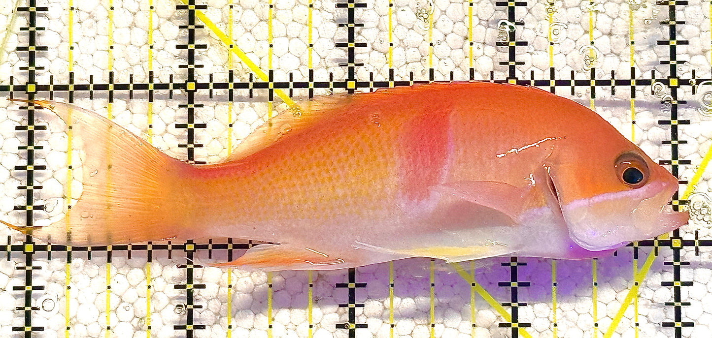 Tricolor Red Belt Anthias Male TRBA020602 WYSIWYG Size: L 4" approx