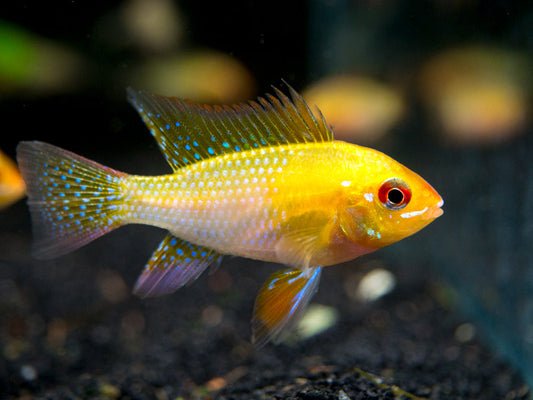 German Gold Ram Dwarf Cichlid