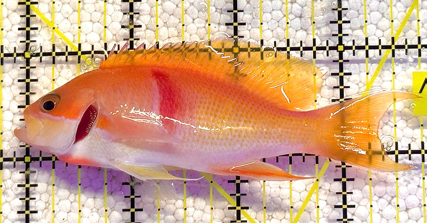 Tricolor Red Belt Anthias Male TRBA020601 WYSIWYG Size: L 4" approx