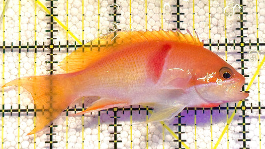 Tricolor Red Belt Anthias Male TRBA020601 WYSIWYG Size: L 4" approx