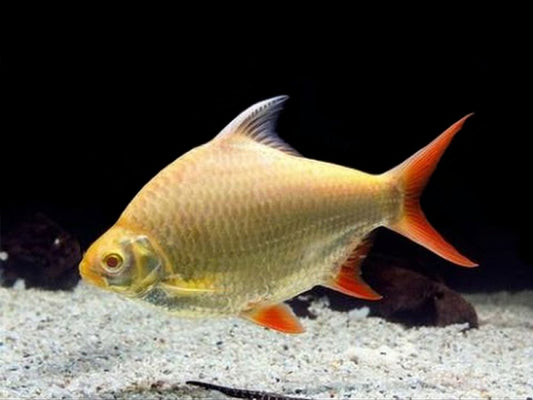 Albino Tin Foil Barb