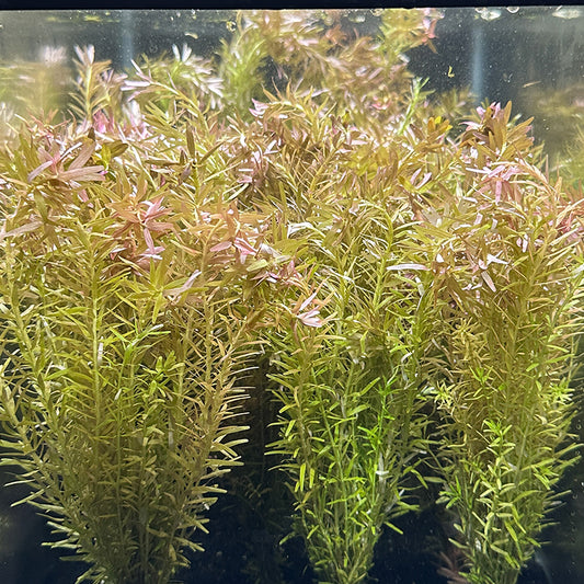 Rotala Indica Size L 4" to 5" inch stems 10 stem pack (Submerged)