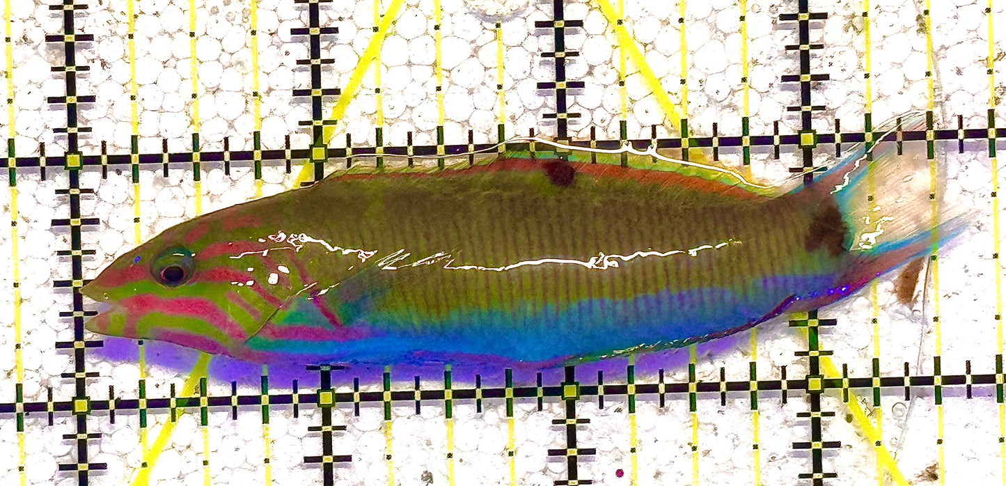 Lunare Wrasse LW020601 WYSIWYG Size: ML 3.5" approx